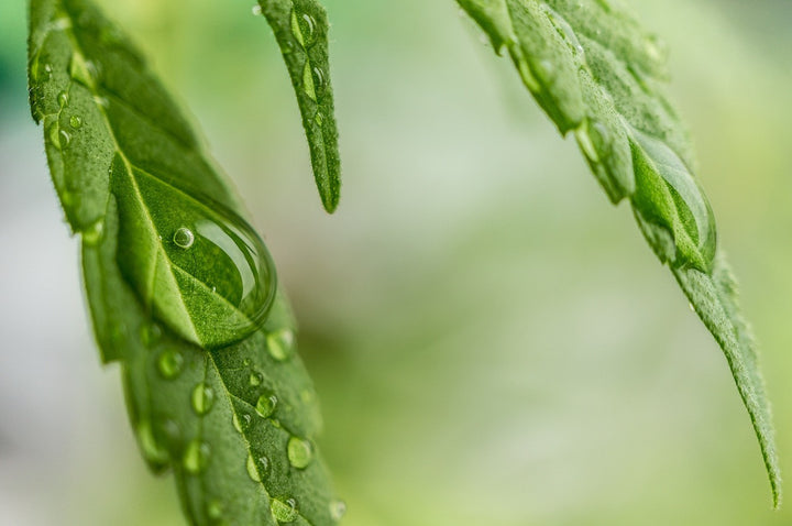 Canada's only mattress maker using hemp.